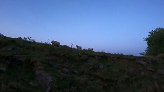 early morning sheep and a lamb Dartmoor 28th May 2023