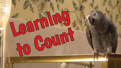 Studious parrot learns how to count