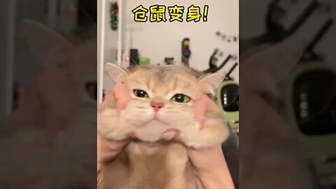 CAT VIDEO