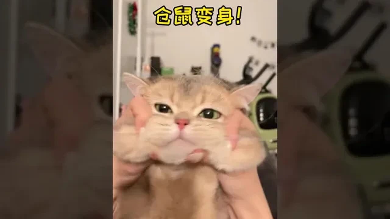 CAT VIDEO