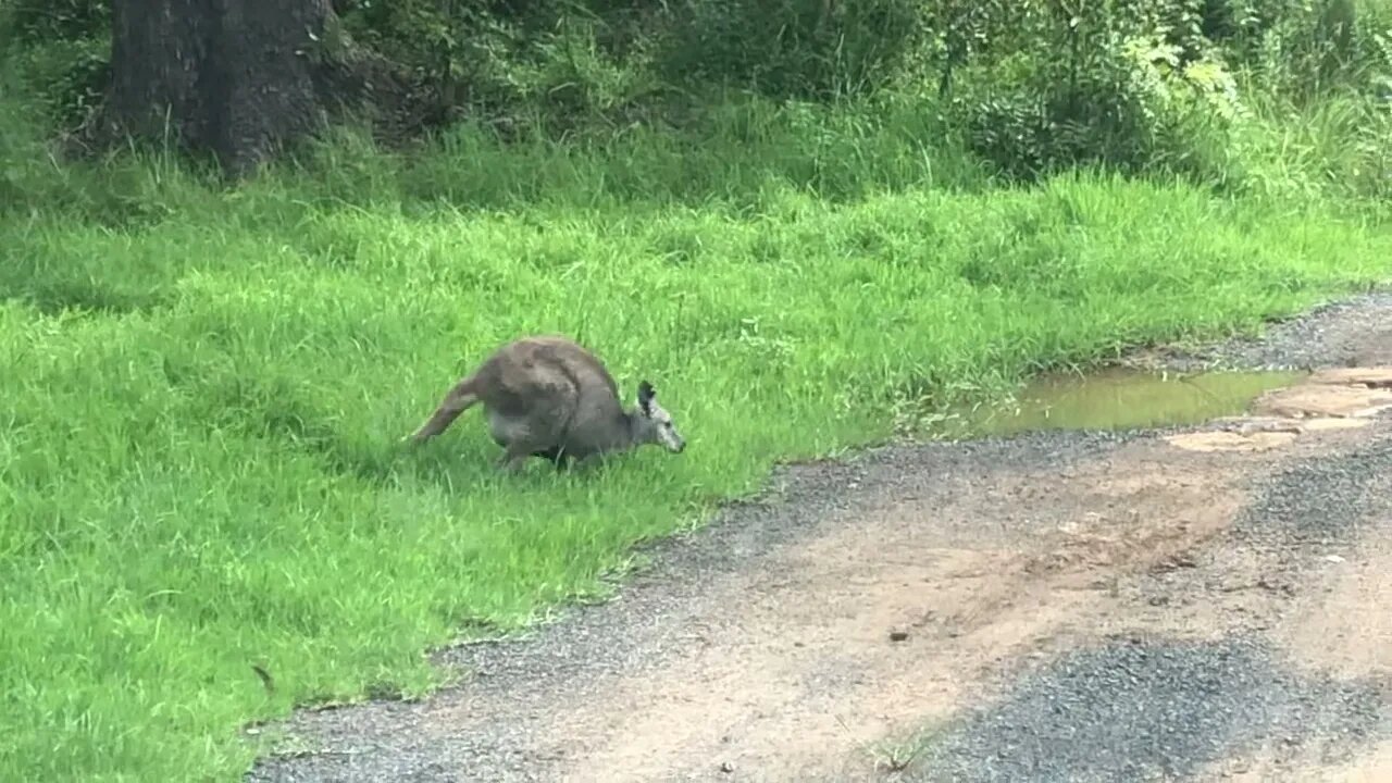 We wait for mumma wallaby with joey in pouch to cross the road