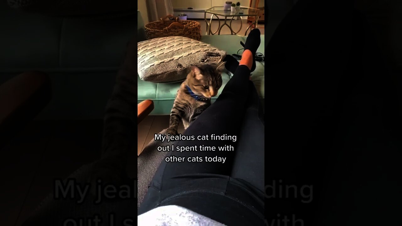 I cant believe youve done this 😱😁 - Try Not To Laugh | Best Cats Funny Cats Life | #shorts