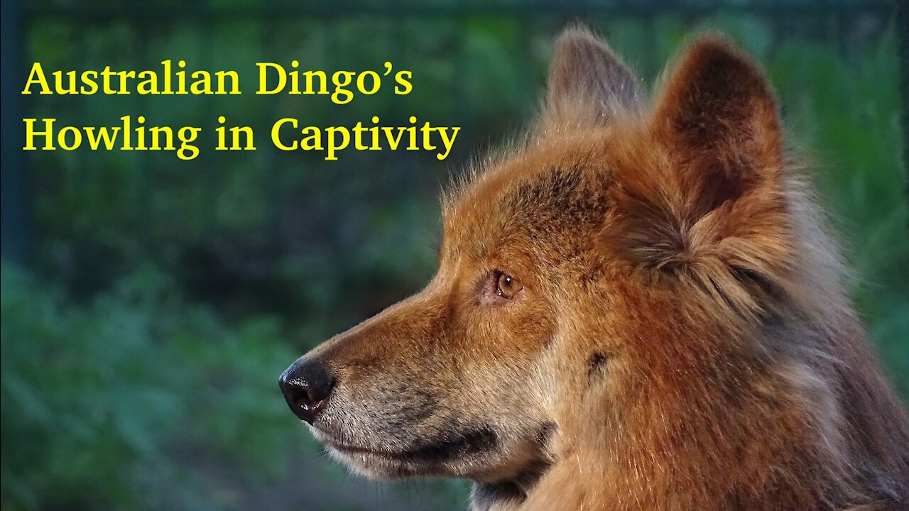 Australian Dingo Howling in Captivity