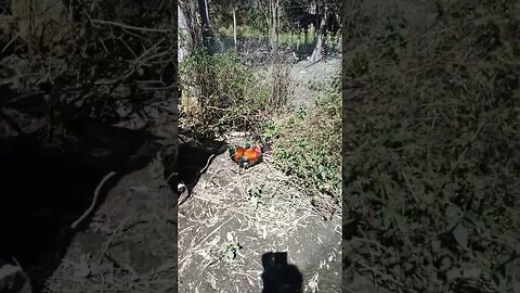 Rusty and one of his hens, having a dust bath in the sun