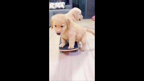 Golden retriever skating 😅