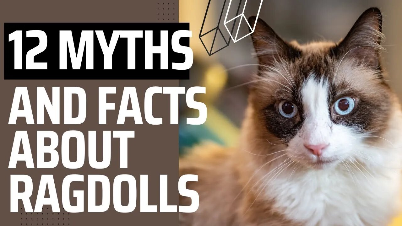 12 interesting Facts and Myths about Ragdolls.