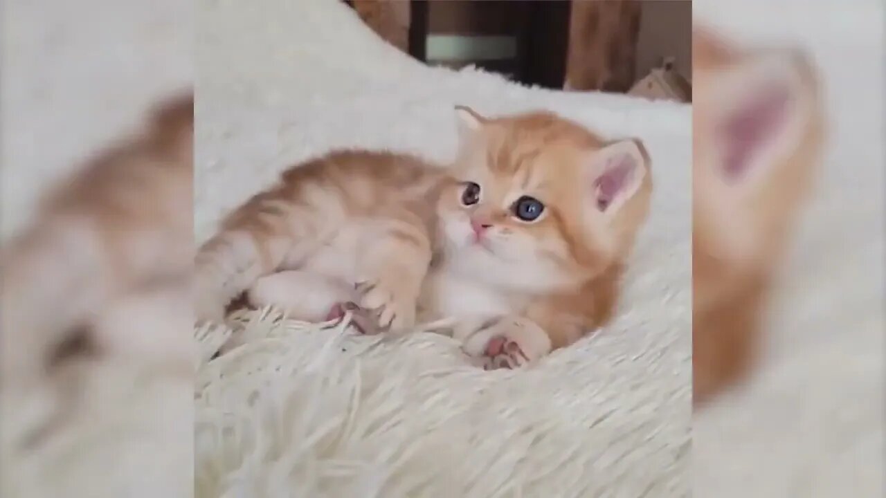 Enjoy this amusing animal video to unwind and relax.