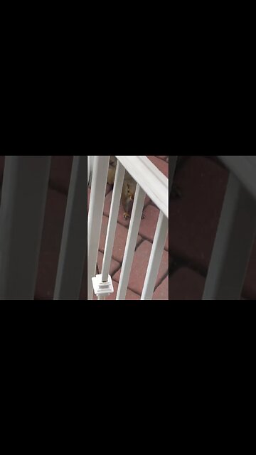 Mr.Gino The Squirrel 🐿️ Comes to eat