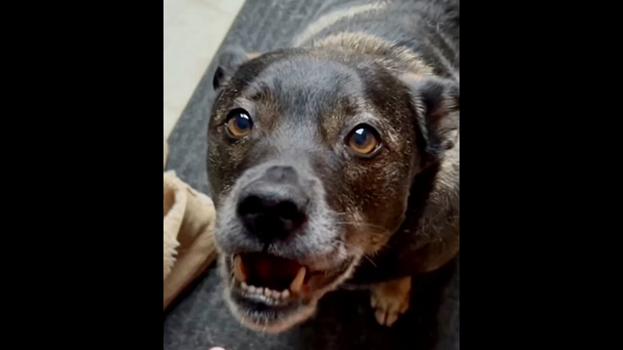 Max the mutt carnivore