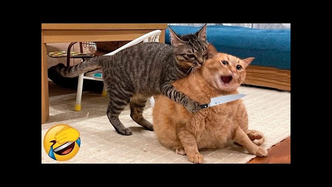 Funny Animal Videos 😂 - Funny Animal Compilation - Funny Pets 🐶