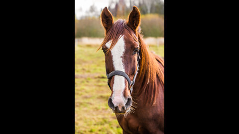 running horse