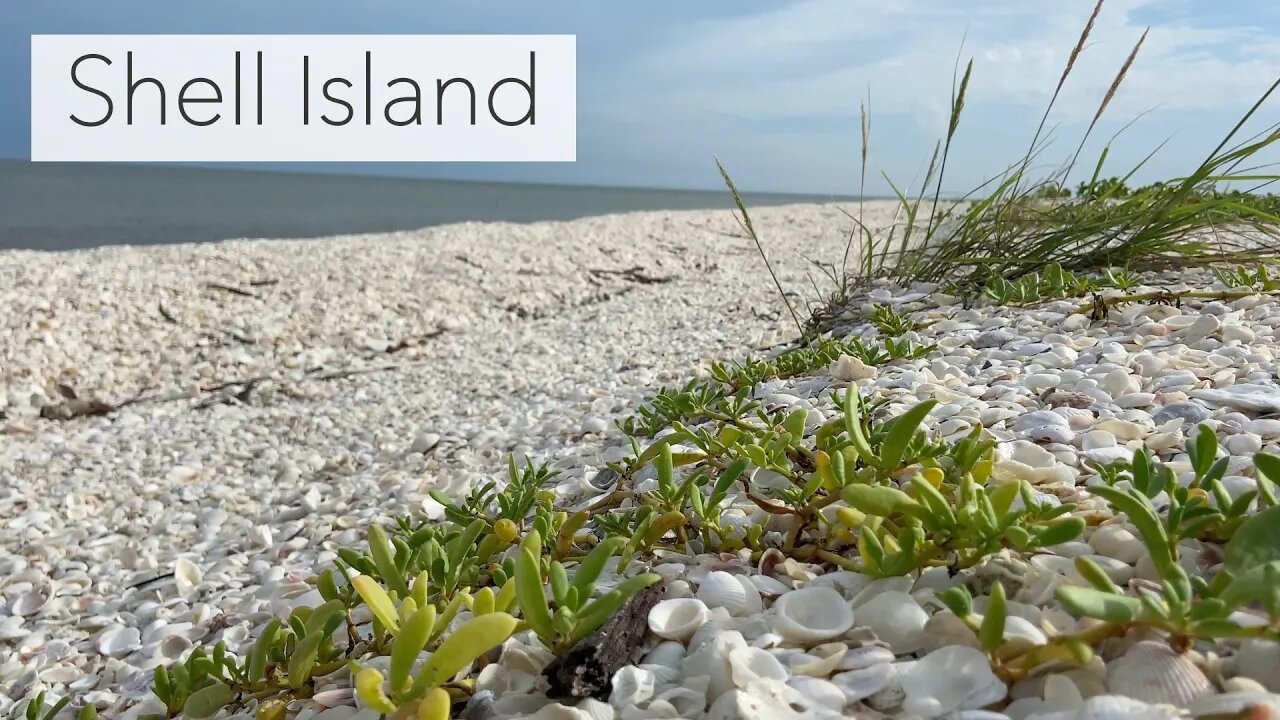 Shell Island Shelling. Pre-Hurricane Ian Shelling on an Island in the 10K Islands Florida.