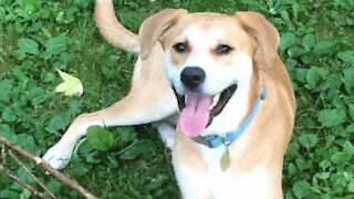 Cão adora mudar constantemente sapatos de sítio!