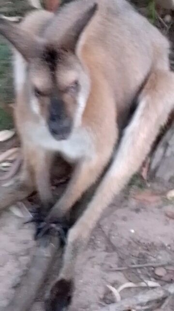 A Very Wrelaxed Wallaby 🧘🦘💛