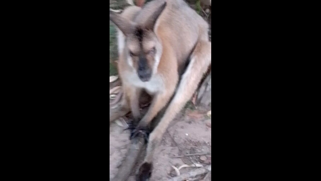 A Very Wrelaxed Wallaby 🧘🦘💛