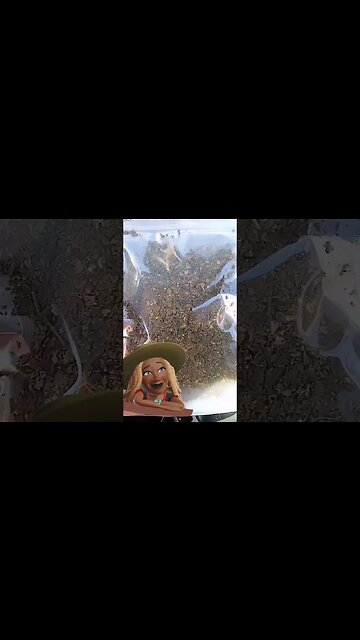 "Makes Me Wanna Sang...Doo Doo Doo Doo Dooooooooooo" 🎶 😂🌬🌿 #HIGHERself #VegetableMatter