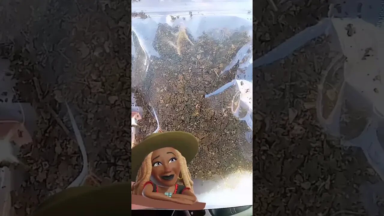 "Makes Me Wanna Sang...Doo Doo Doo Doo Dooooooooooo" 🎶 😂🌬🌿 #HIGHERself #VegetableMatter