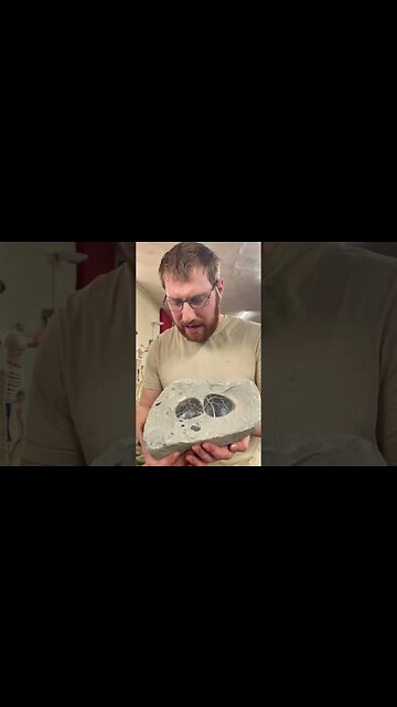 Fabulous Fossil Clam Shells from Jurassic Rocks! #seashell #fossil #jurassic #clam #viral