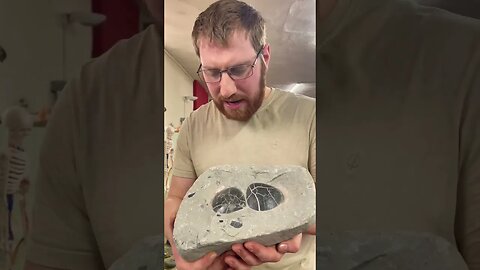 Fabulous Fossil Clam Shells from Jurassic Rocks! #seashell #fossil #jurassic #clam #viral