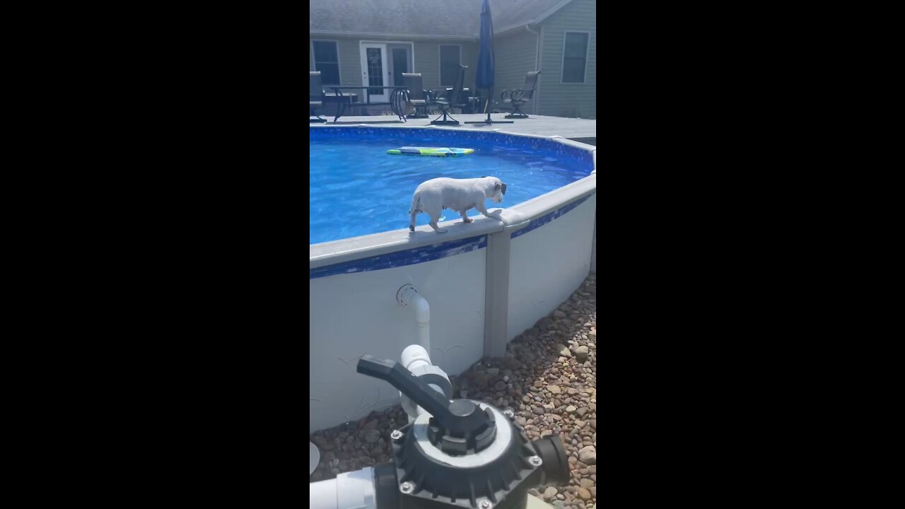 My Dog Rents a Swimming Pool