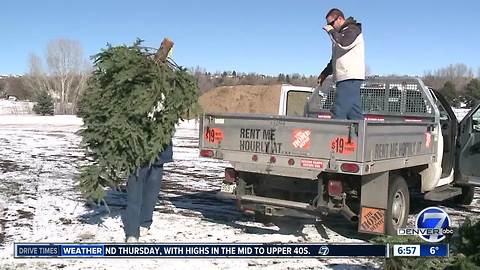 Where to recycle your Christmas tree