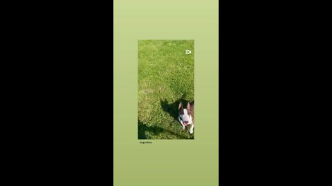 Dog 🐕 training video