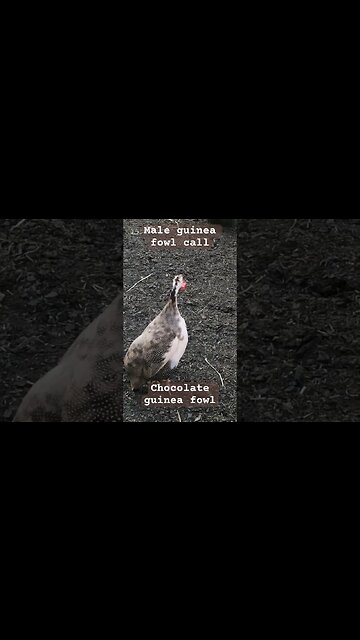Male guinea fowl call / chocolate guinea fowl #freerange #guineafowl