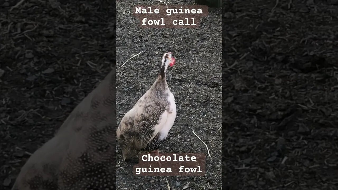 Male guinea fowl call / chocolate guinea fowl #freerange #guineafowl