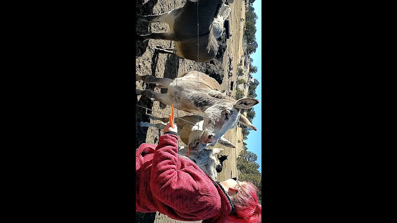 Feeding Carrots to the Cripple Creek Donkeys