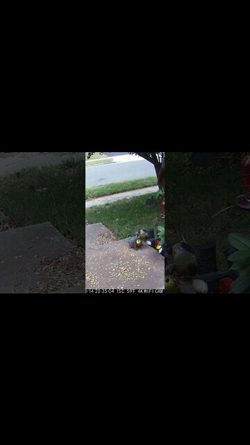 A Mouse Comes Out And Grabs The Corn #Shorts 🍄