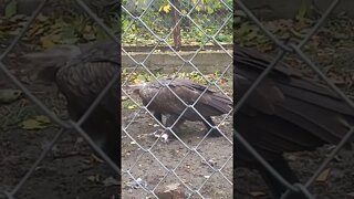 Huge Vulture having dinner