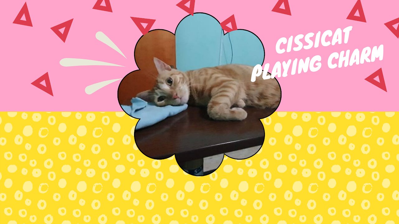 Cissicat playing charm!