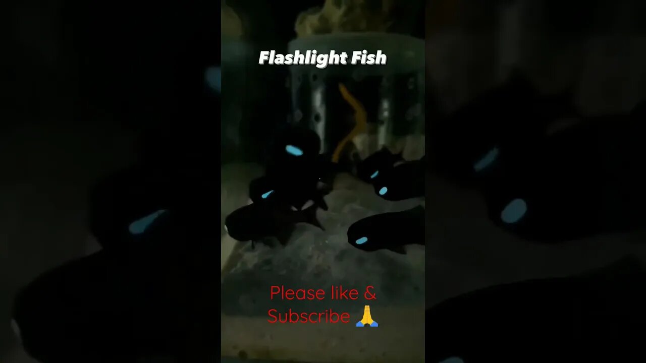 Beautiful Water Creatures - Flashlight Fishes #viral #trending #shorts