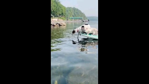 These adventurous cats and dog absolutely love paddleboarding!