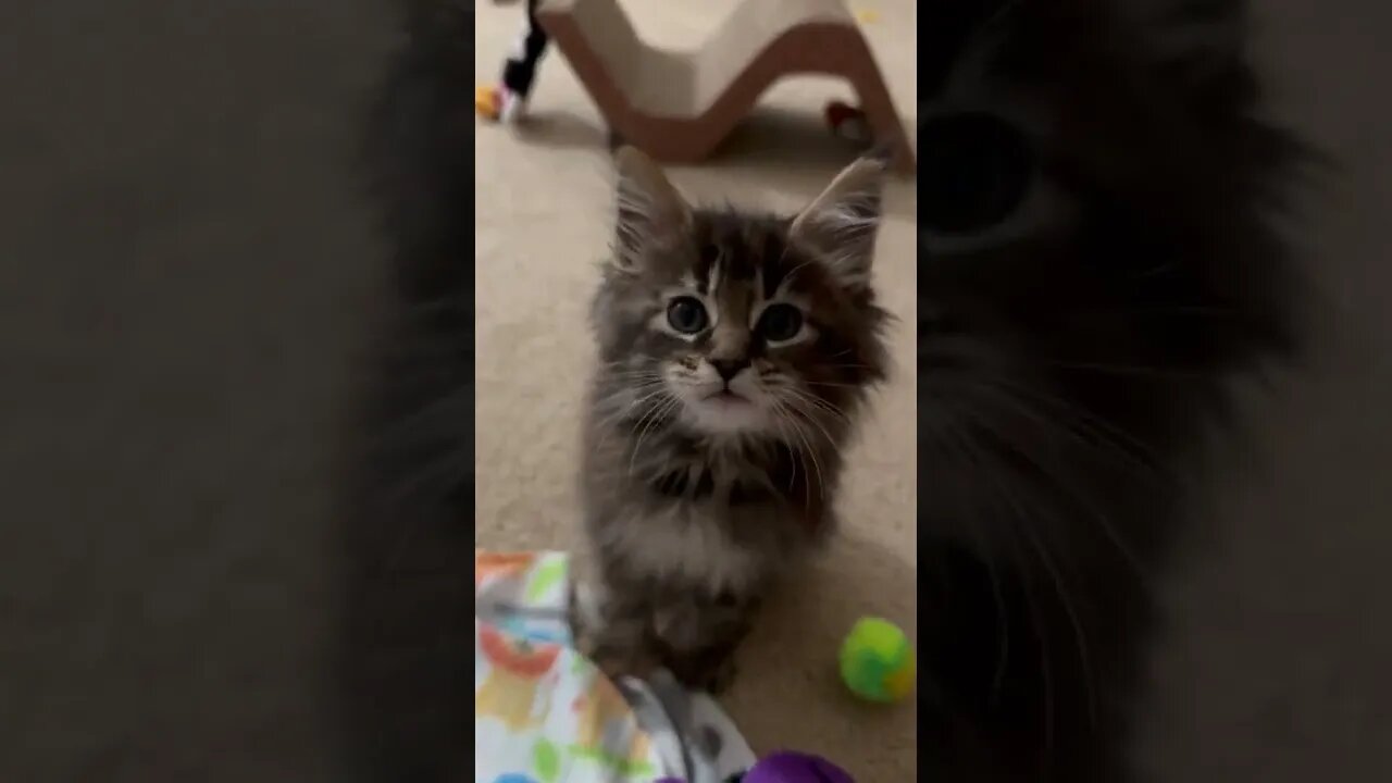 I love to talk 💞 Hear me ROAR 🦁 #shellyrosethepolydactyl #mainecoonkittens #kittens #beautiful