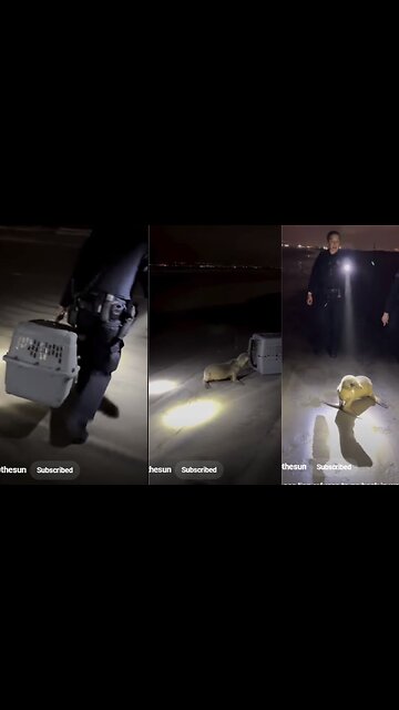 Rescued sea lion refuses to go back in water after set free #shorts