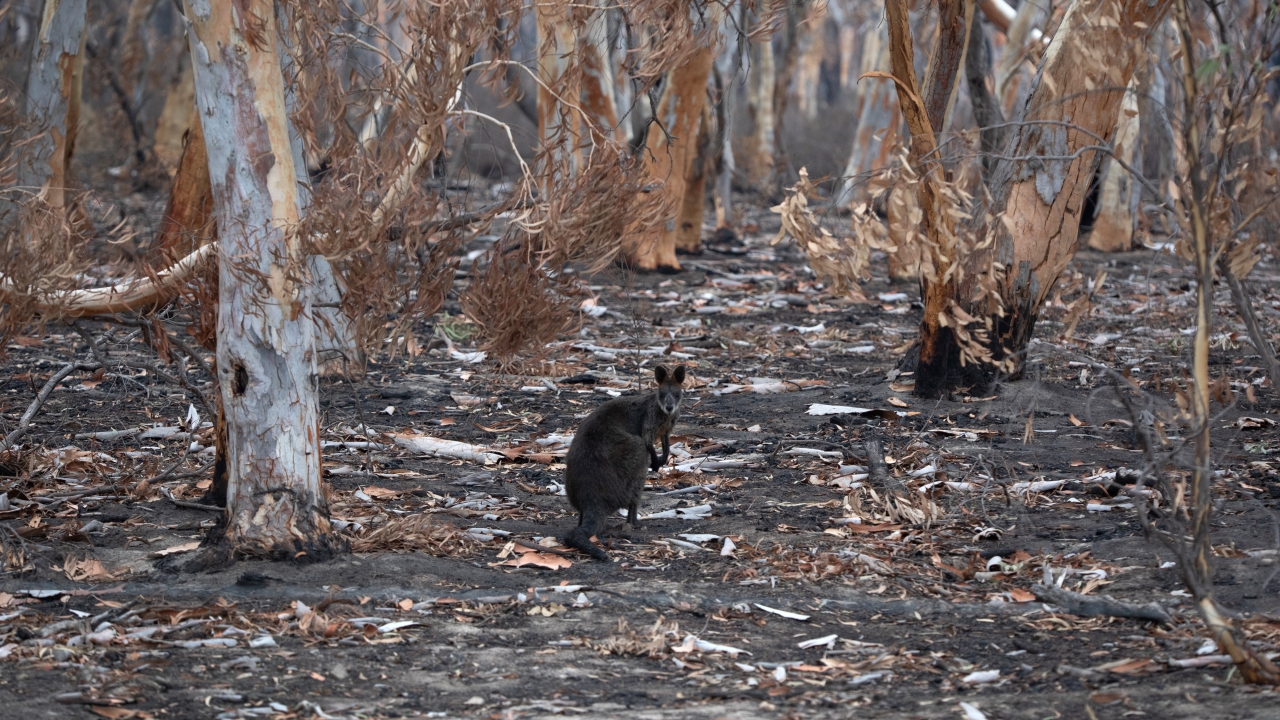 Australia Opens Federal Inquiry Into Deadly Bushfire Season