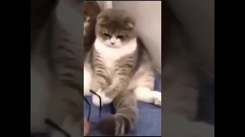 funny cat videos try not laugh #9