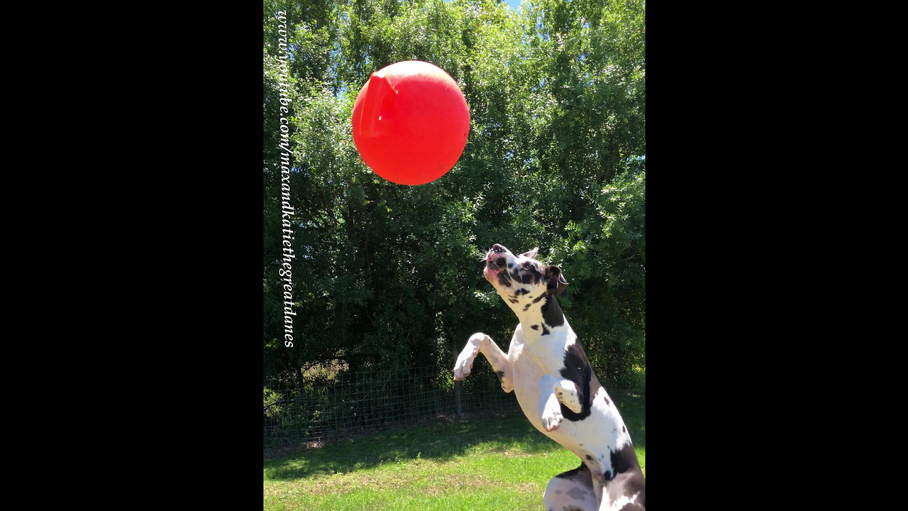 Great Dane jumps for joy with his favorite toy