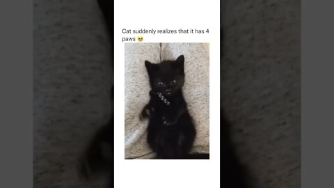🥺🥺 #shorts #shortsvideo #cat