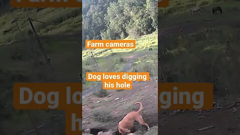 Farm cameras monitoring working dogs