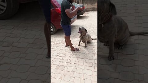 Mastering the Sit Command: Could peanut butter be The Key to a Well-Behaved Dog? #shorts