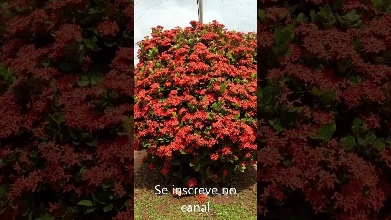 #viral#shortsvideo#vídeo