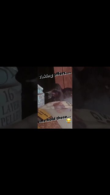 Found the STASH - 3 Chickens for SALE!