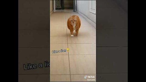 Lovely Cat, funny cats, funny cat videos 1632