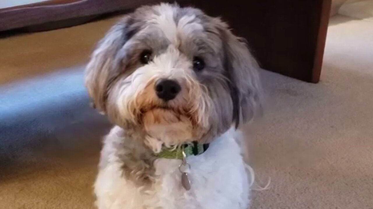 Incredibly adorable puppy silently begs for owner's attention