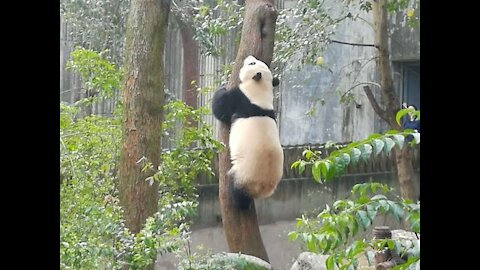 panda，china panda