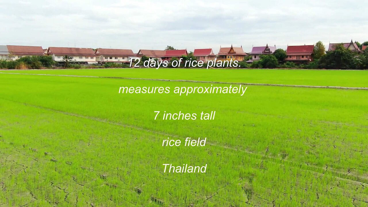 12 day old rice plants about 7 inches tall in a Rice field in Thailand