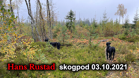 Skogpod 3. oktober: Vestlige verdier