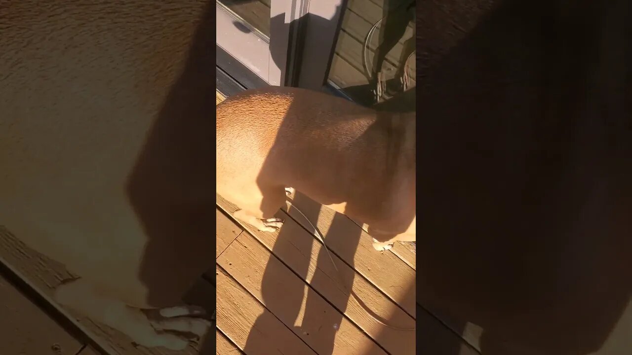 doggo can launch #doggo #dog #outdoors #outdoordog